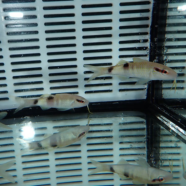 オジサン 5-7cm± 1匹 !海水魚 ヒメジ 15時までのご注文で当日発送(t121(t207