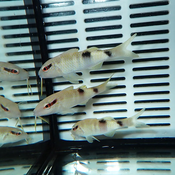 オジサン 5-7cm± 1匹 !海水魚 ヒメジ 15時までのご注文で当日発送(t121(t207