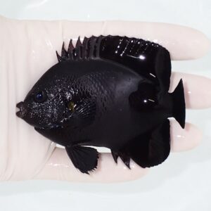 Small glossy black fish with a tall, spiky dorsal fin being held between gloved fingers in a pale background.