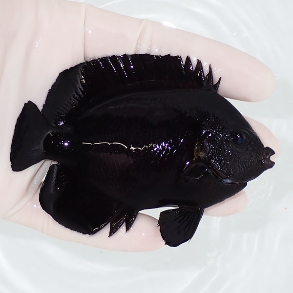 【現物1】オハグロヤッコbig 10cm! 海水魚 ヤッコ 15時までのご注文で当日発送(t111(t207