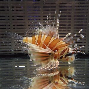 Lionfish with orange and white stripes, spiny fins spread underwater with reflection on a glass surface