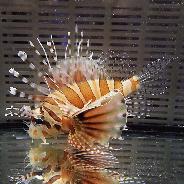 キリンミノカサゴ 6-8cm± !カサゴ 15時までのご注文で当日発送海水魚【カサゴ】