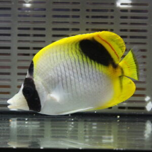 インドニセフウライ 8-11cm±! 海水魚 チョウチョウウオ 15時までのご注文で当日発送(t114