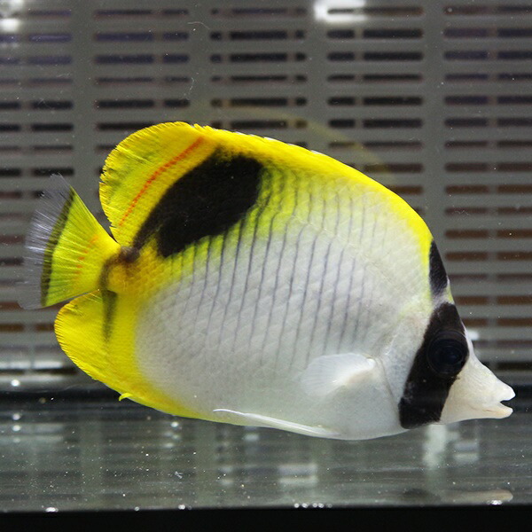 インドニセフウライ 8-11cm±! 海水魚 チョウチョウウオ 15時までのご注文で当日発送(t114