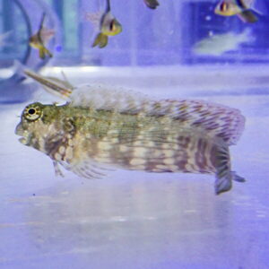 Mottled brown and white aquarium fish swimming left to right, with small yellow fish in the background.