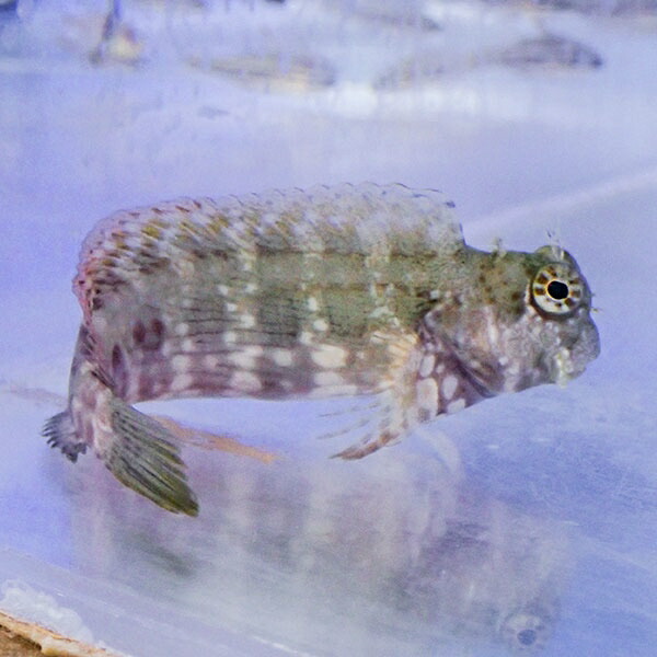 ヤエヤマギンポ 7-9cm± ! 海水魚 ギンポ 【15時までのご注文で当日発送】(t121