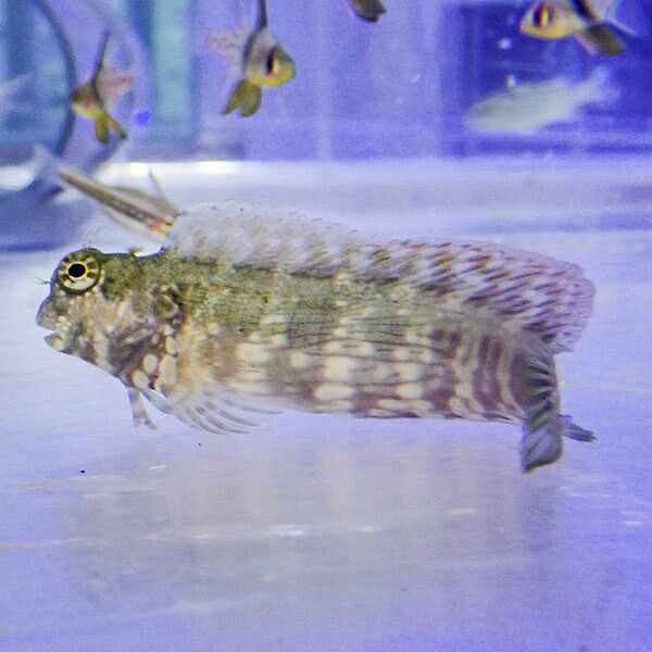 ヤエヤマギンポ 7-9cm± ! 海水魚 ギンポ 【15時までのご注文で当日発送】(t121