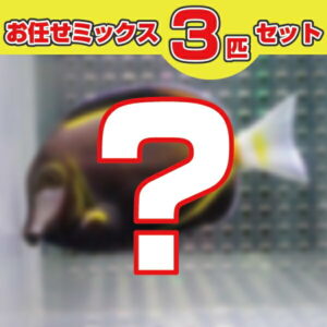 Three-piece mystery set: blurred product photo with a large red question mark in front.