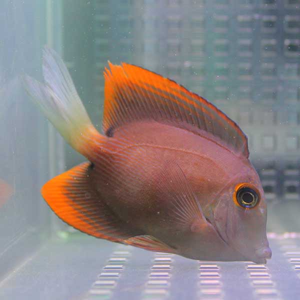 トミニエンシスタン 4-5cm !ガラス面 ライブロックの茶苔対策 海水魚 ハギ 【ハギ】(t119