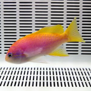 Bright pink, purple, and yellow platy fish swimming in a white gridded tank background.