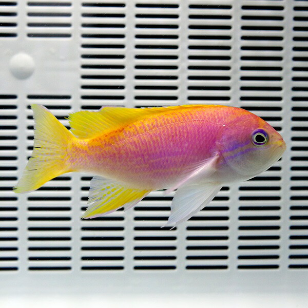 スクリブルドアンティアス メス 8-10cm±!   海水魚 ハナダイ15時までのご注文で当日発送(t118