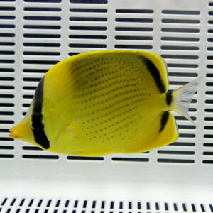 Yellow butterflyfish with black face band and tail markings swimming in a white tank background.