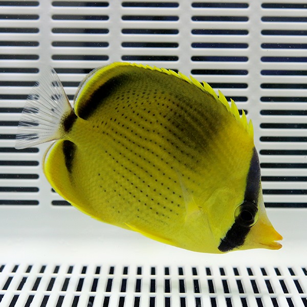 レモンチョウ 5-7cm±! 海水魚 チョウチョウウオ 15時までのご注文で当日発送(t114