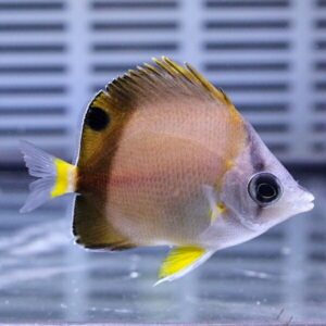 Side view of a yellow-tipped tropical angelfish swimming in an aquarium