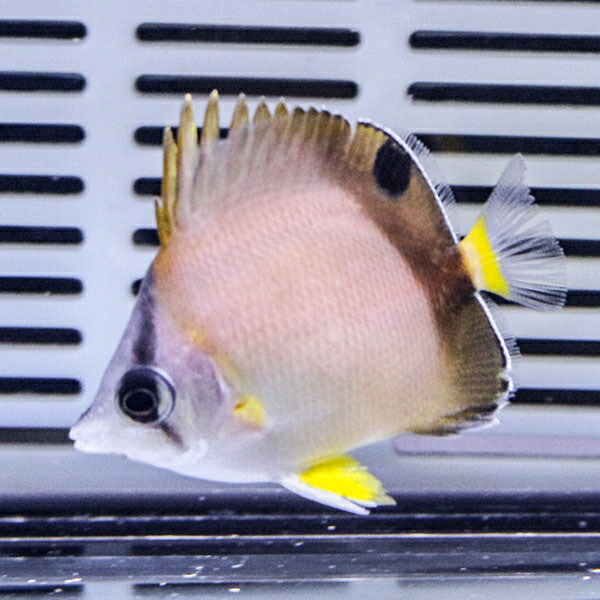 シラコダイ 5cm±! 海水魚 チョウチョウウオ 15時までのご注文で当日発送(t114
