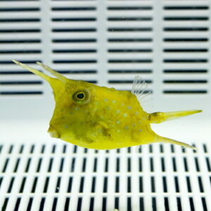 Yellow pufferfish with white spots swimming in a white-vented aquarium background.