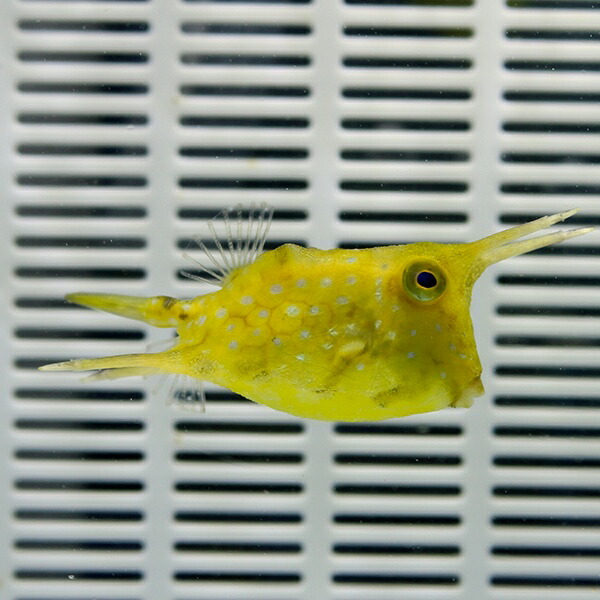 コンゴウフグ 5-7cm±!海水魚 フグ 15時までのご注文で当日発送(t123