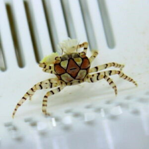 Small striped crab with a pale flower-like ornament on its back, inside a clear container.