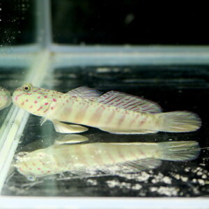 Side view of a slender, pale fish with pink spots and a purple-striped dorsal fin in an aquarium, with its reflection below.