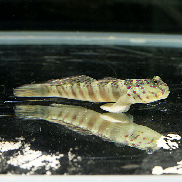 オイランハゼ 7-10cm± ! 海水魚 ハゼ 【15時までのご注文で当日発送】(t121