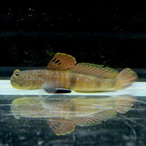 Lounge-colored fish with blue spots, orange dorsal fin, and a striped tail in an aquarium, reflected on the water surface.