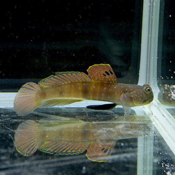 ブルースポットウォッチマンゴビー 10-12cm± ! 海水魚 ハゼ 【15時までのご注文で当日発送】(t121