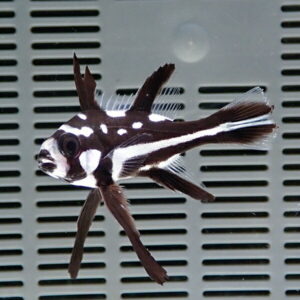 Small black and white striped fish swimming against a gray, vented aquarium background.