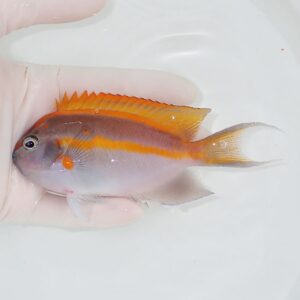 Small tropical fish with bright orange dorsal and tail fins being held in a gloved hand over a white surface.