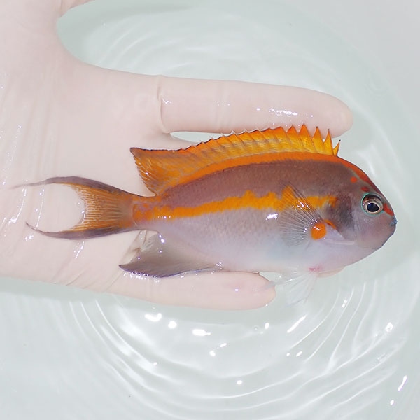 【現物4】ベルスエンゼル ♂ 12cm±!  海水魚 ヤッコ 15時までのご注文で当日発送(t111(t207