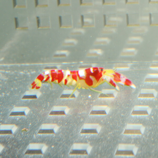 ランドールピストルシュリンプ  2-3cm± ! 海水魚 エビ (t129