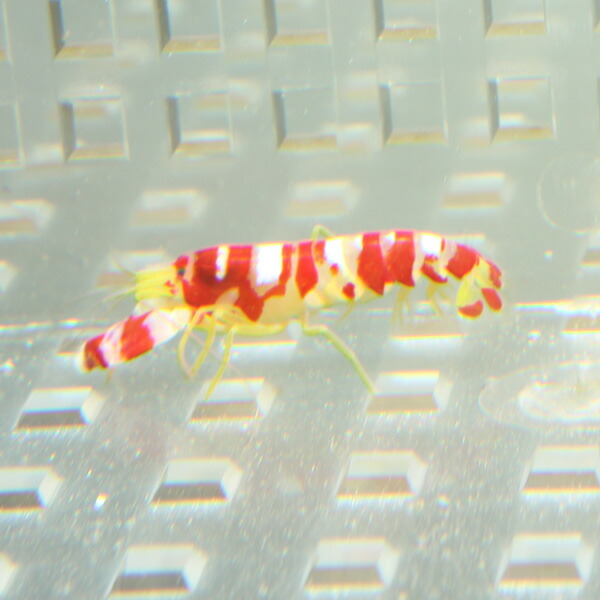 ランドールピストルシュリンプ  2-3cm± ! 海水魚 エビ (t129
