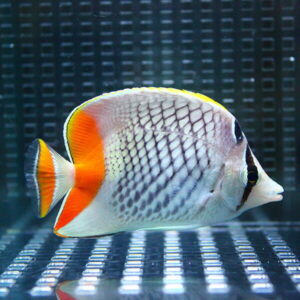 Side view of a white angelfish with bright orange tail and black lattice markings swimming in an aquarium.