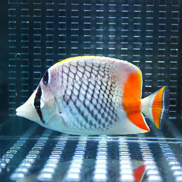 アミメチョウ 7-9cm±!  海水魚 チョウチョウウオ  状態良好15時までのご注文で当日発送(t114