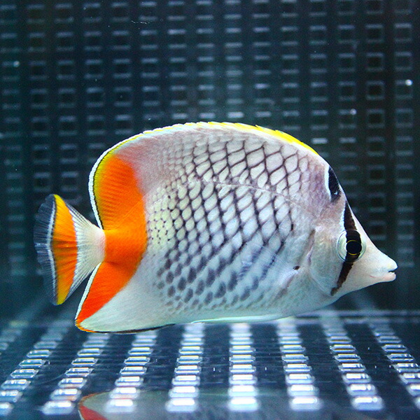 アミメチョウ 7-9cm±!  海水魚 チョウチョウウオ  状態良好15時までのご注文で当日発送(t114