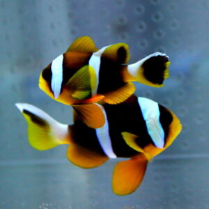 Two clownfish swim together in an aquarium, their orange bodies with white bands bordered by black outlines.