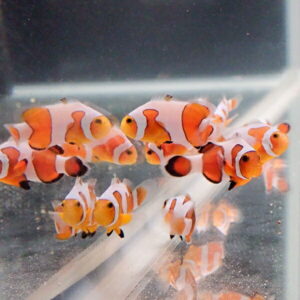 School of orange and white clownfish swimming in a clear aquarium tank.