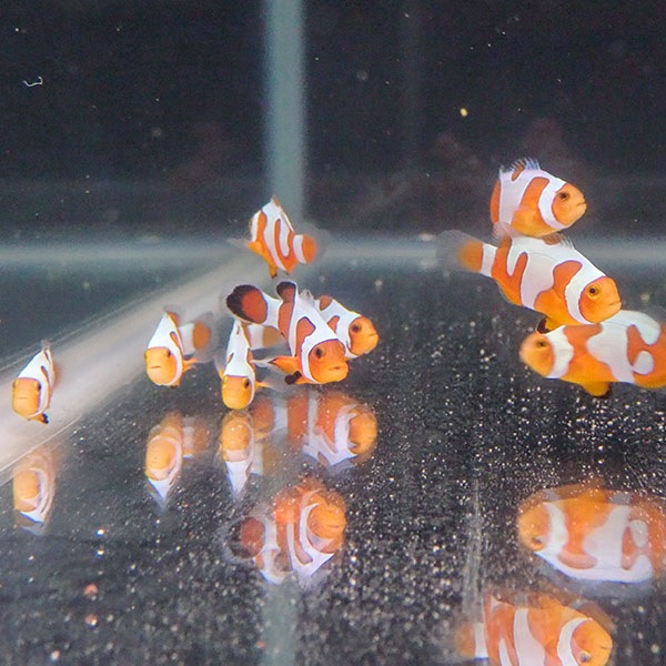 ダヴィンチクラウン【1匹】3-4cm±  個体指定不可! クマノミ15時までのご注文で当日発送(t115