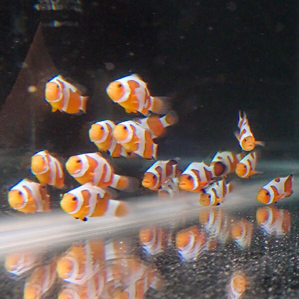 ダヴィンチクラウン【1匹】3-4cm±  個体指定不可! クマノミ15時までのご注文で当日発送(t115