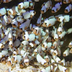 School of small white/orange-faced fish swimming together in an aquarium or reef setting