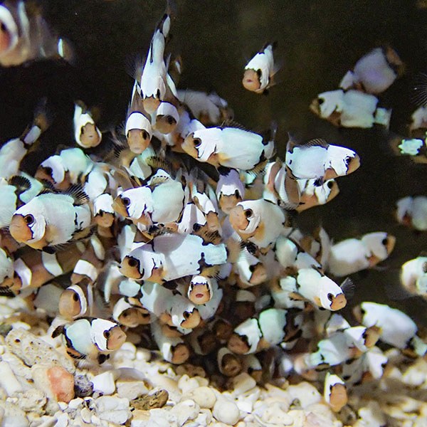 ブリード ブラックスノーオセラリス MIX 1-2cm±【3匹セット】  個体指定不可! 海水魚 クマノミ 餌付け 15時までのご注文で当日発送(t115