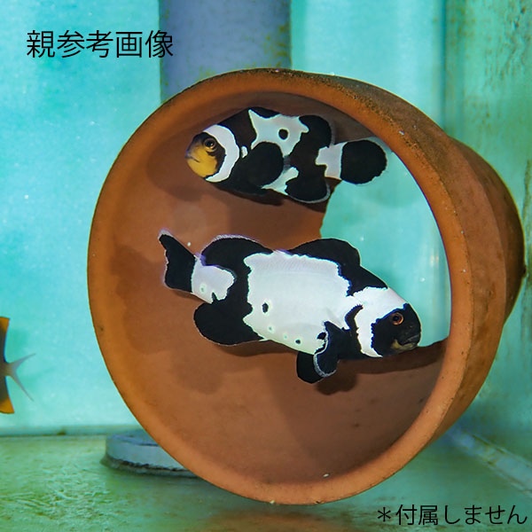 ブリード ブラックスノーオセラリス MIX 1-2cm±【3匹セット】  個体指定不可! 海水魚 クマノミ 餌付け 15時までのご注文で当日発送(t115