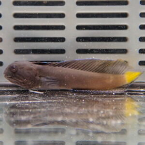 Brown elongated fish with a yellow-tipped tail swimming near the bottom of an aquarium against a vented backdrop.