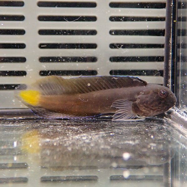 イエローテールブレニー 5-7cm±! 海水魚 ブレニー・ 15時までのご注文で当日発送【ギンポ】(t119