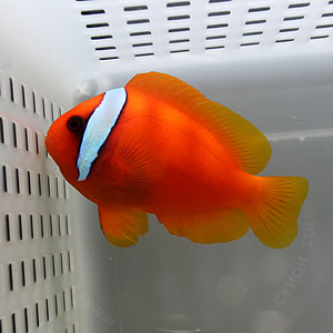 ハマクマノミ !海水魚 クマノミ 餌付け 【クマノミ】(t115