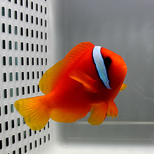 Bright orange fish with a blue stripe near its head swimming in a tank beside a perforated white wall on the left.