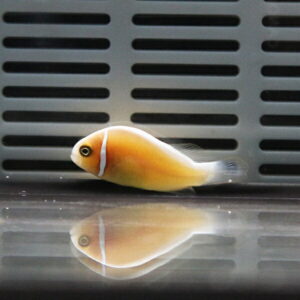 Orange tropical fish with a white stripe near its head swimming in an aquarium, its reflection visible on the water surface.