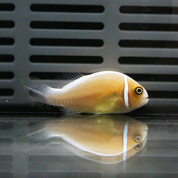ハナビラクマノミ 小さ目! 海水魚 クマノミ 餌付け 15時までのご注文で当日発送(t115