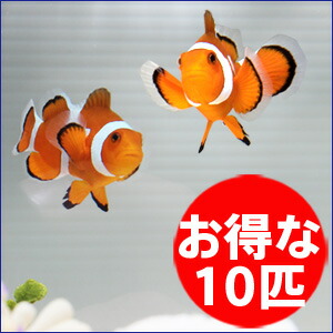 Three orange clownfish swimming in a tank, with a red circular badge that reads 'お得な10匹', indicating a special offer for 10 fish.