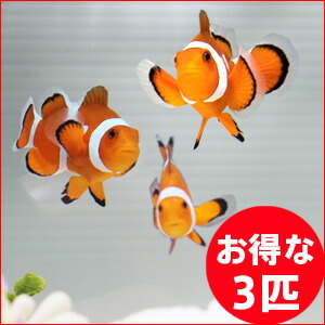 Three orange clownfish swimming in a home aquarium, with a red circular badge reading '3 fish' in Japanese.