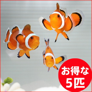 Three orange clownfish with white bands swim in a clear tank, a red circular badge in the lower right reads 'お得な 5匹' (5-fish deal).